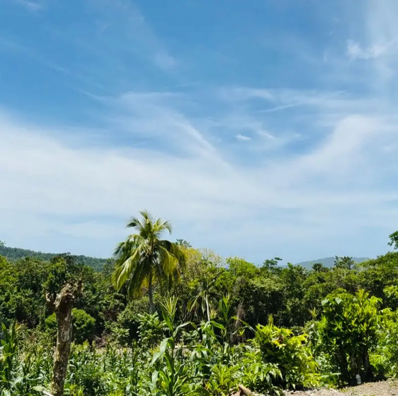 Green hillside with a coconut palm under a wide blue sky
