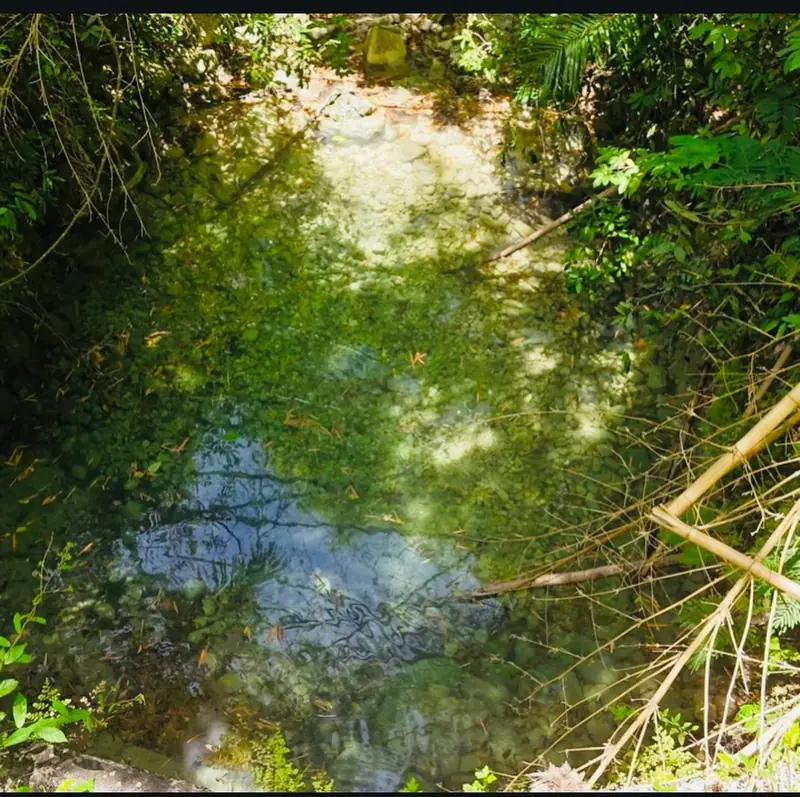 Clear river water shaded by bamboo and trees