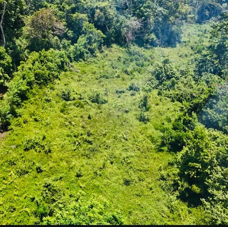 Dense green canopy over the land, from above
